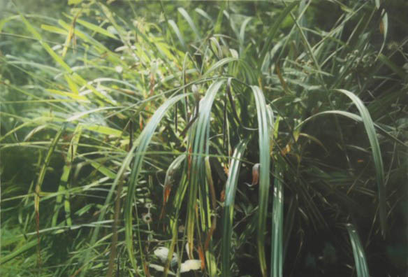 Stephan Kaluza Transit 