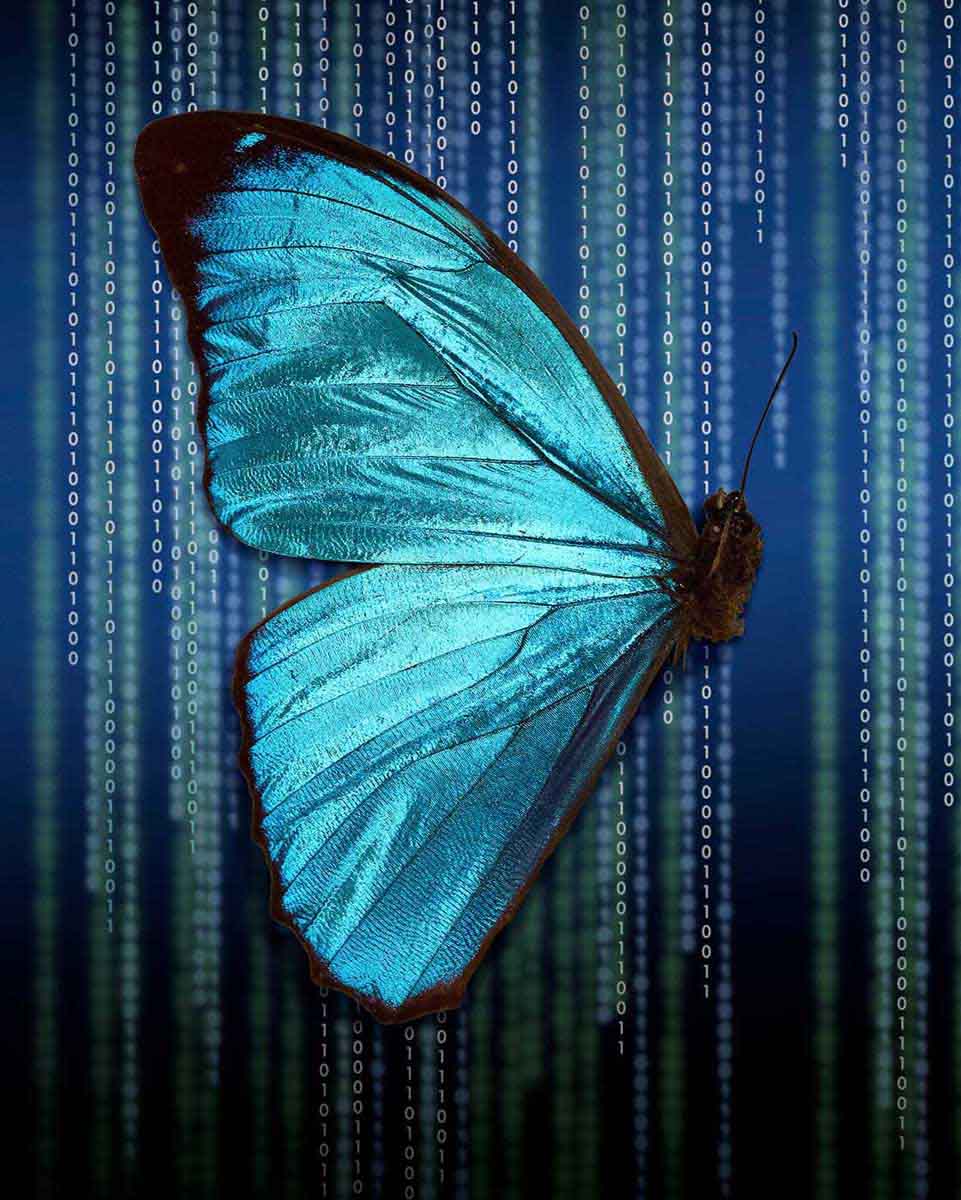 Object: Half Morpho Menelaus on a Digital Algorithm